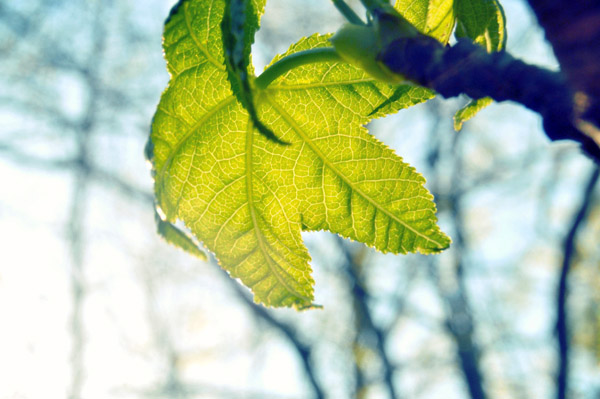 手机版ddos攻击器